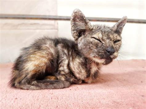 Common Causes Of Scabs On Cats Cat World