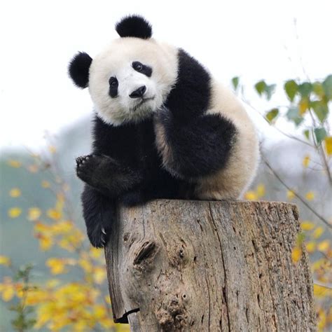 Wildlife Planet Wildlifeplanet • Instagram Fotos Und Videos Panda