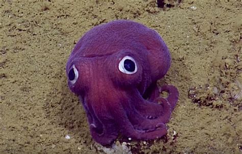 Deep Sea Big Eyed Squid Looks Too Silly To Be Real Reefedition