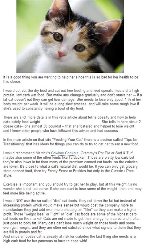 My cat is a big cat and weights about 7kg. cat weight loss | topof1
