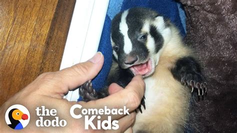 Worlds Most Adorable Badger The Dodo Comeback Kids Youtube
