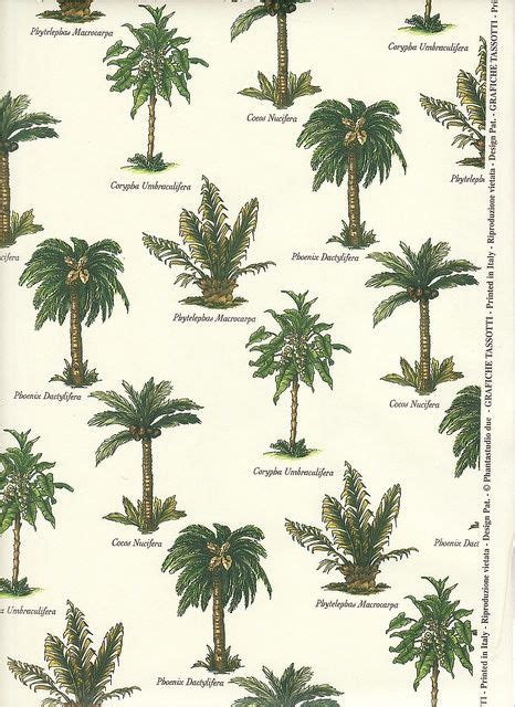 Types Of Palms Palm Tree Varieties Butterfly Pinterest Palm