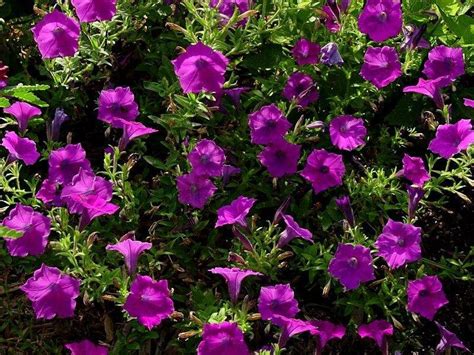 Plantfiles Pictures Violet Flowered Petunia Prostrate Petunia Wild