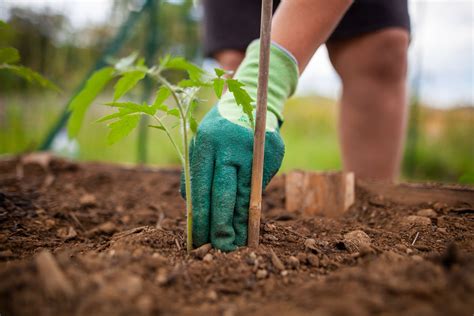 Search for buy flowers online. The 9 Best Places to Buy Seeds in 2021 | Buy seeds, Flower ...