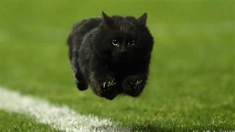 If you're in search of the best hd nature wallpapers 1080p, you've come to the right place. A Cat Got Onto The Pitch At Pepper Stadium And Cursed The ...