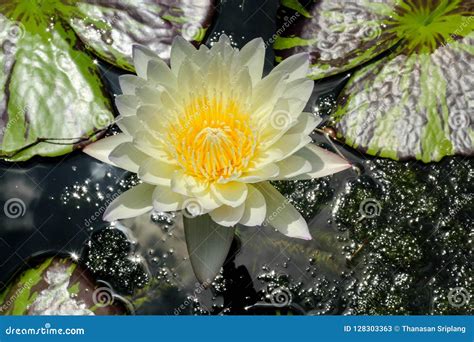 The Blooming White Lotus With Yellow Pollen And Green Leaves Stock