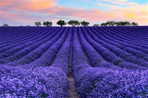 Lavanda: como plantar e cultivar em casa | Blog Plantei