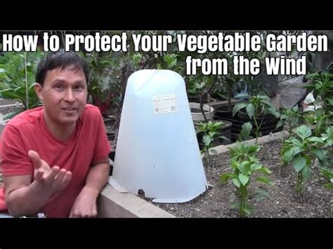 Protect your plants from the elements in early spring. How to Protect Your Vegetable Garden from the Wind - YouTube