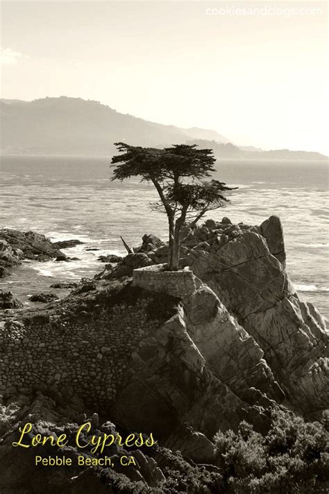 Enchanting Photo Of The Lone Cypress Tree Along The 17 Mile Drive In