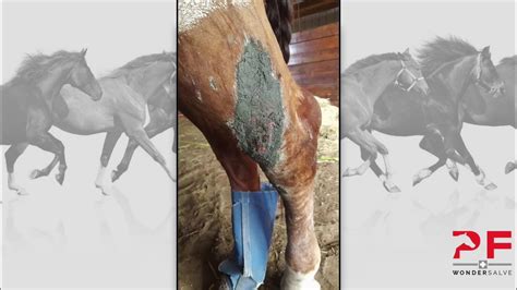 How To Treat A Leg Wound On A Horse And Prevent Proud Flesh Youtube