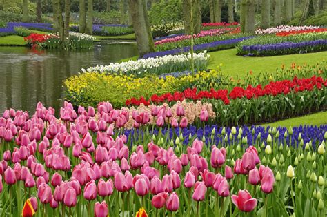 Free Download Spring Garden Keukenhof Gardens The Netherlands