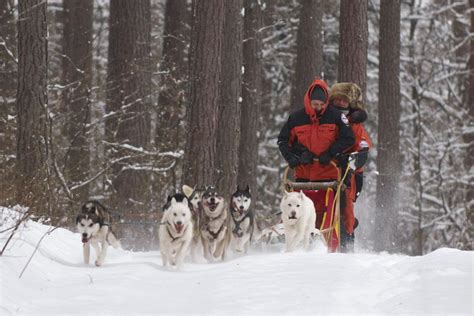 Husky Dog Sledding For Groups In Riga Latvia