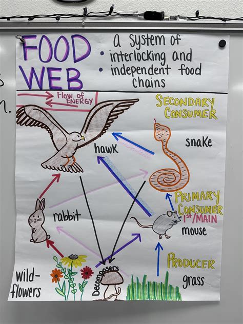 Food Web Anchor Chart For 5th 8th Grade Etsy