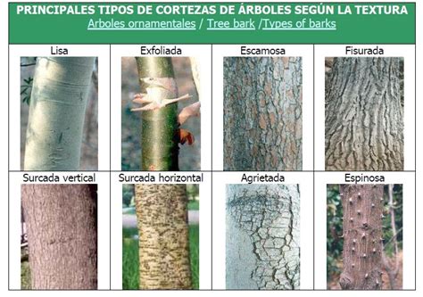 Árboles Como Investigar En Los Árboles Jardines Sin Fronteras