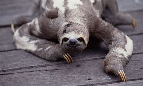 Why Are Sloths So Slow Training Your Dog Sloth Your Dog