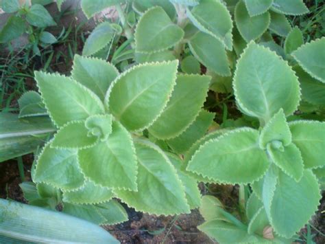 Herba ficus callicarpa (pokok tengkuk biawak) merupakan herba utama dalam ubat sebelum ini saya ada masalah resdung yang amat kritikal, telah banyak kurang setelah mengamalkan corcinium dan roselle. pokok herba,bunga, ulaman dan segala jenis tumbuhan: pokok ...
