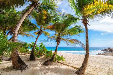 Palm Trees On A Tropical Beach Pickawall
