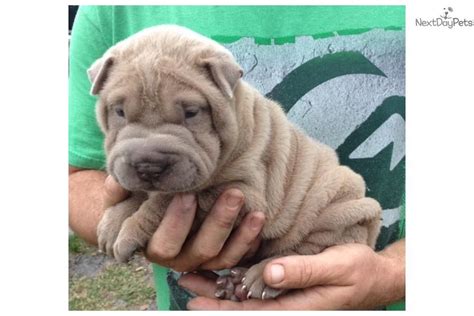 Miniature Mini Shar Pei Puppies Breed Theyre So Cute And