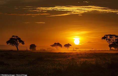 Africas Golden Hour Stunning Images Of The Savannah At Sunset