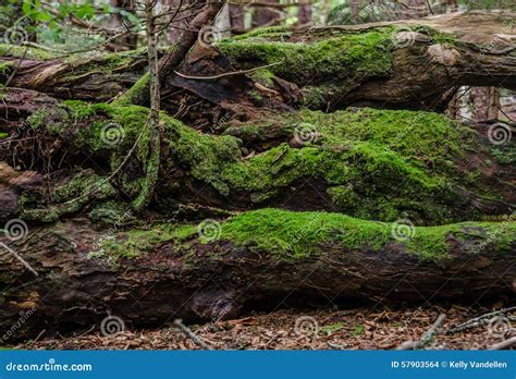 Moss On Fallen Logs Stock Photo Image Of Scene Green 57903564