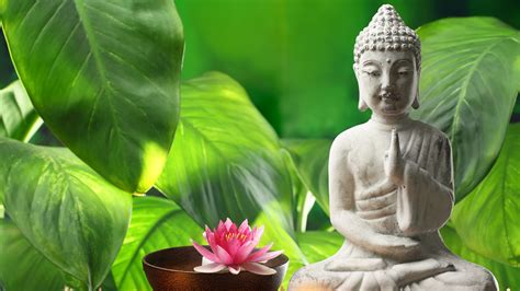 The Best Plants For Good Feng Shui