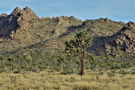 Mojave Desert Diary Joshua Tree National Park Early Morning Light