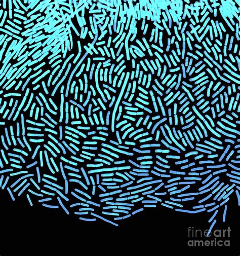 Bacillus Megaterium Photograph By Steve Gschmeissnerscience Photo