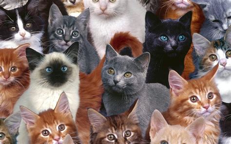 Cute Kittens Kittens Wallpaper 16096024 Fanpop