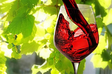 Biodiversità, cultura, ambiente, innovazione, sicurezza ricette, calorie e valori nutrizionali: Vino Biodinamico - Migliori Vini Italiani