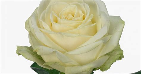 Rózsa - Avalanche - Fehér - Kocsis Flora Virág Webáruház