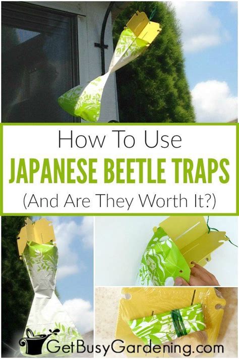 How To Use Japanese Beetle Traps Japanese Beetles Japanese Beetles