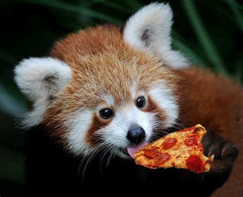 A Red Panda Eating Pizza Could This Picture Be Any Greater Red