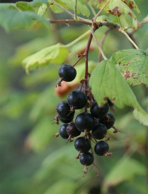 Red Flowering Currant — Underwood Conservation District