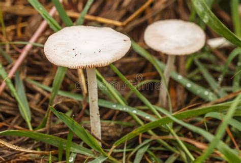 Beautiful White Mushrooms Stock Image Image Of Forest 94546621
