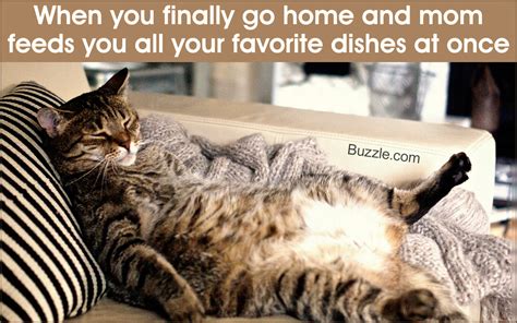 50 Cute And Funny Cat Pictures With Captions Cat Appy