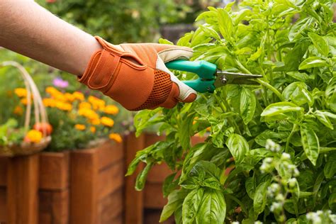 How To Harvest Herbs And Keep Them Growing