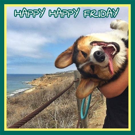 Happy Friday Happy Dogs Corgi Funny Animals