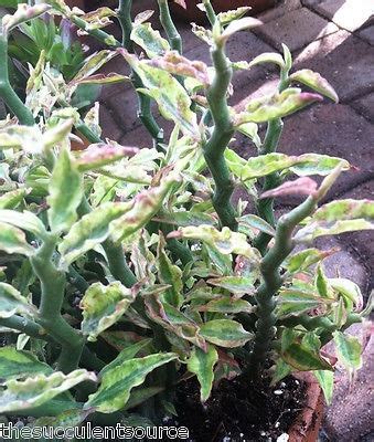 Check spelling or type a new query. What is the name of a non-flowering, indoor plant with ...