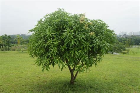 Presenting My Tree A Mango Tree Reforest Action