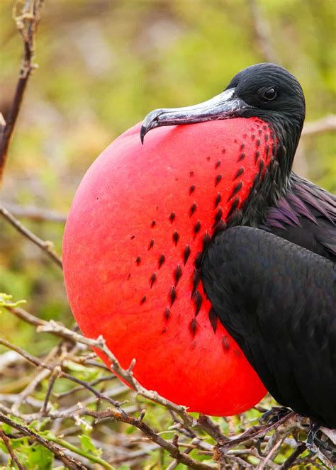 30 Magnificent Frigatebird Facts Balloon Throated Aerial Pirates