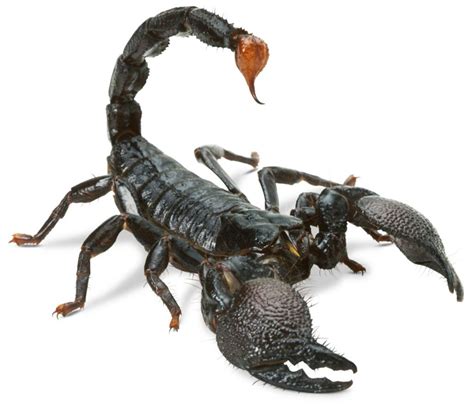 Scorpion Facts And Faqs Every Homeowner Should Know