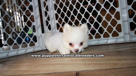 Puppies For Sale Local Breeders Adorable Pomeranian Puppies For Sale Ga