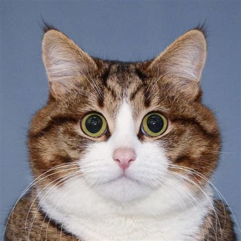 20 Divertidas imágenes de las caras que pone un gato que se ha hecho