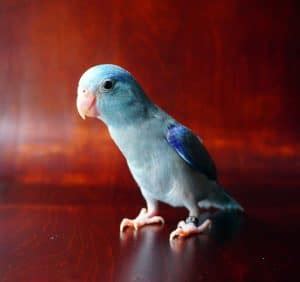 Many varieties are sociable, friendly and relatively low. What Are the Quietest Bird to Have as a Pet and Why? The ...