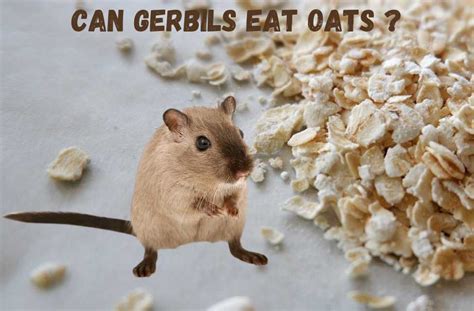 Chinchillas do not overeat pellets so you should serve them more than the minimum amount their pellets are nutritionally complete, using multiple fiber sources including alfalfa, timothy hay, and oats. Can gerbils eat oats? (Serving size and oatmeal) - Rodents ...