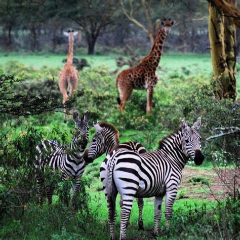Lake Naivasha Kenya Animals Wild African Safari Africa