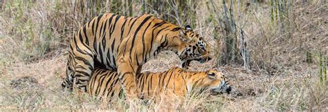 Lions And Tigers Mating