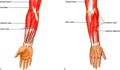 Muscles Of The Shoulder Muscles Of The Arm Muscles Of The Forearm