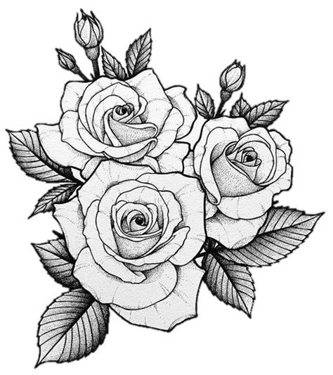 Traditional Rose Tattoo Line Drawing Ideas Of Europedias