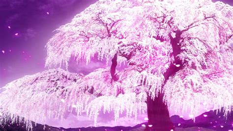 Download Cherry Blossom Tree Anime Wallpaper By Jeffreyc67 Anime